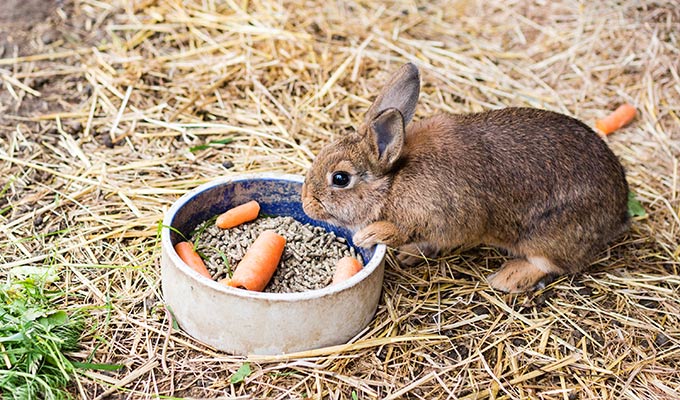 Small Animals Feed we supply all you need for looking after rabbits, guinea pigs, hamsters, mice, rats, ferrets and tortoises.