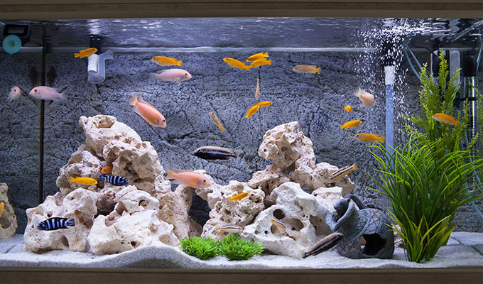 Aquatics We supply all the gravel, food, ornaments, plants and treatments you need to create a happy environment for your fish.