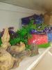 Pet shop in Wheatley Hill, County Durham. Aquarium fish supplies 3